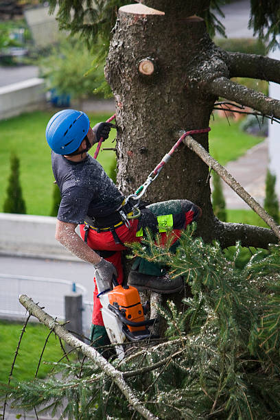 Best Tree Risk Assessment  in USA